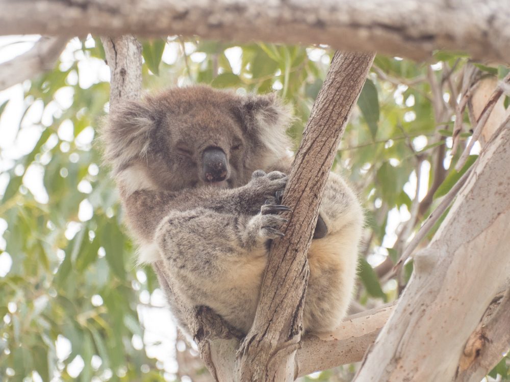 Koala