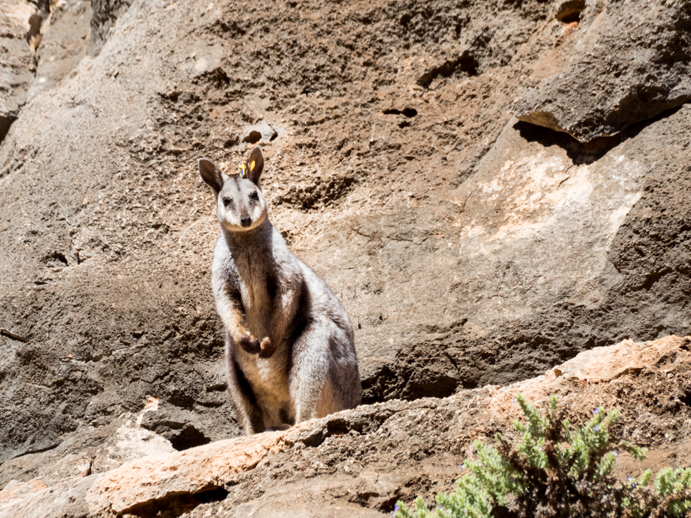 Rock Wallaby